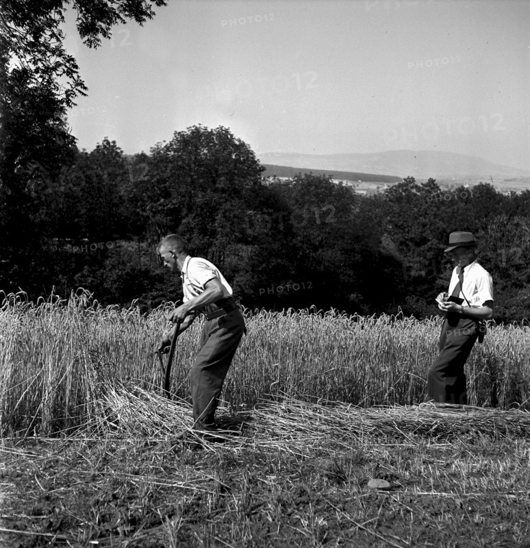 Corn harvest at examination of farmers, Bulach 1945
