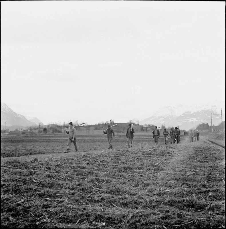 Plague of mice in Ruti, farmers on the way to distribute Surux rodenticide, around 1948