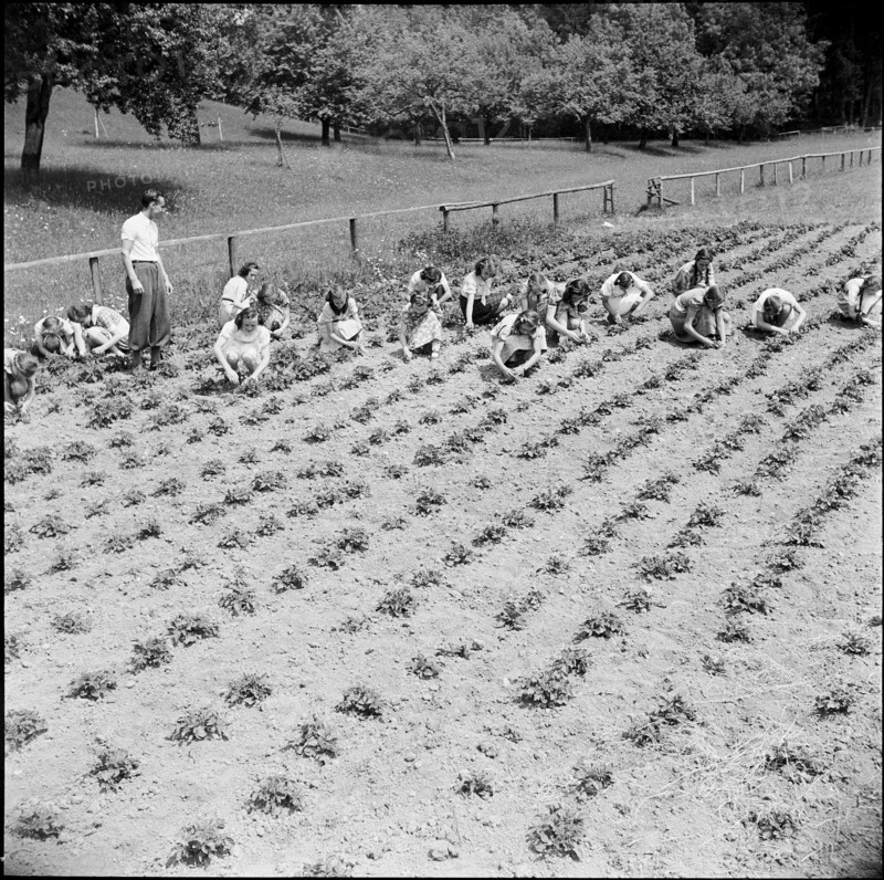 Pupils collecting Colorado beetles, 1940