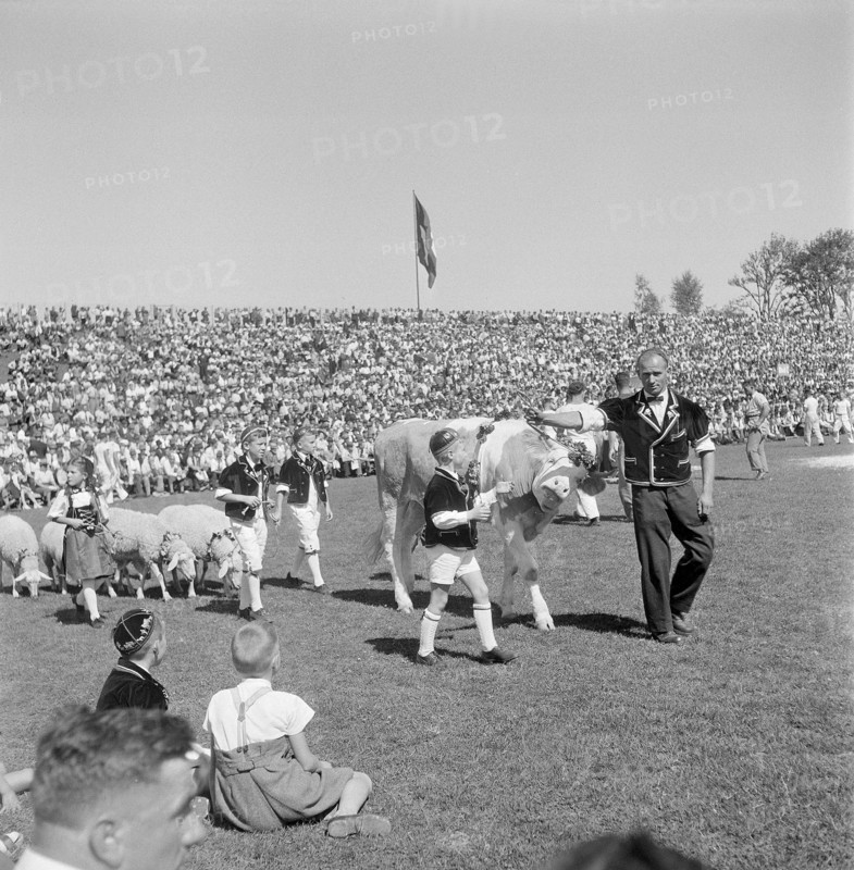 Swiss federal wrestling festival Berne 1945: bull as the winner prize