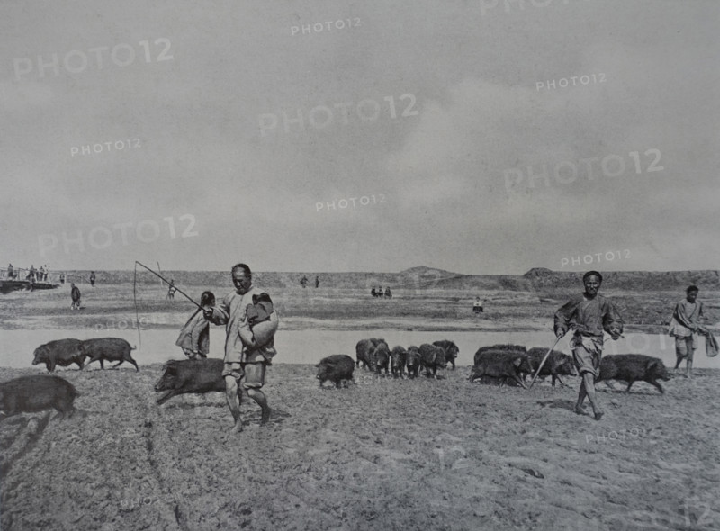 Chinese pigs Art album Manchuria Russo-Japanese War 1906