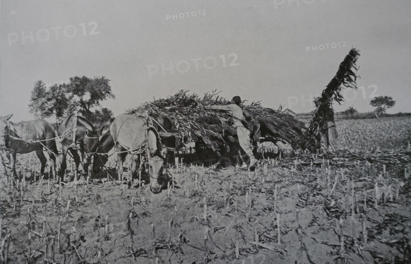Through sorghum from a field Photo by Martynov Art album Manchuria Russo-Japanese War 1906