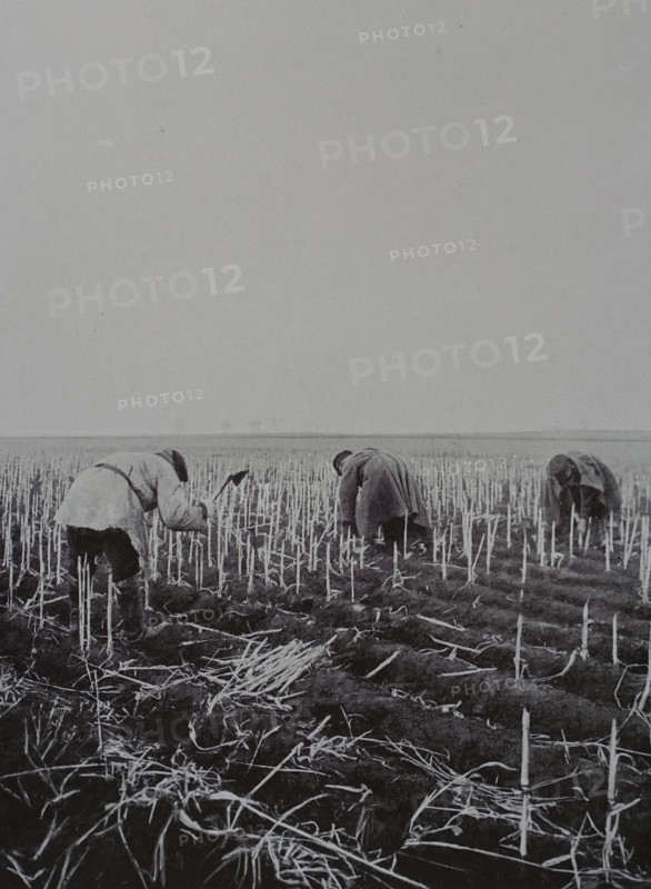 Harvesting sorghum roots for fuel Photo by Martynov