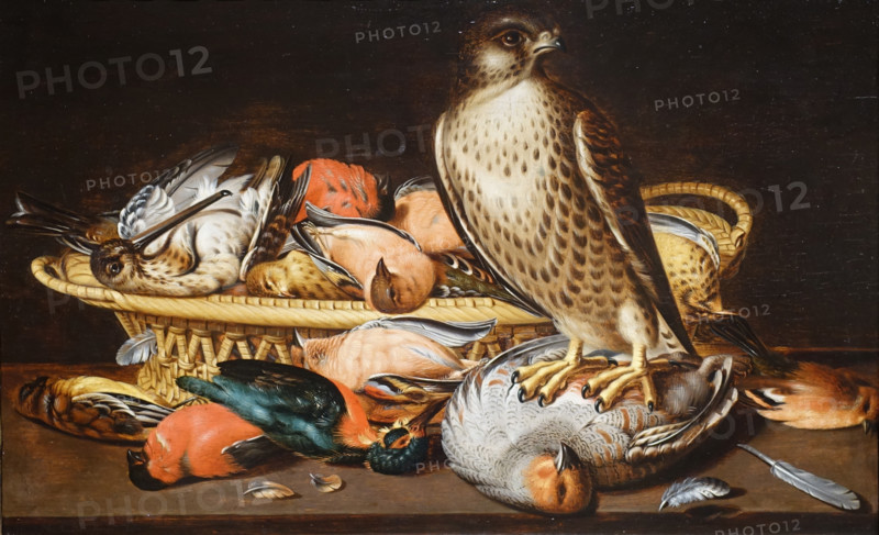 Falcon and the wildfowl.