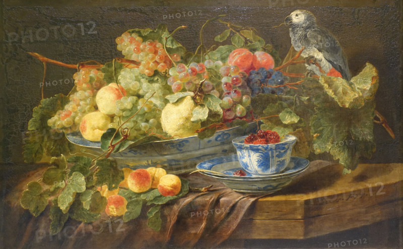 Fruits and a parrot.