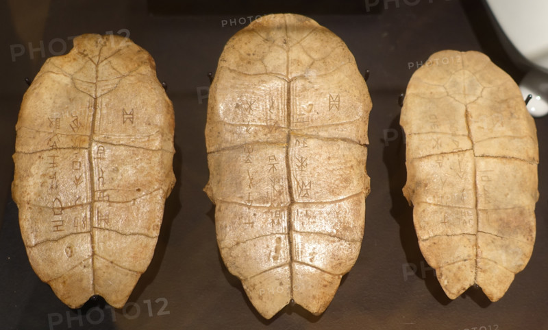 Divinatory tortoise shells.
