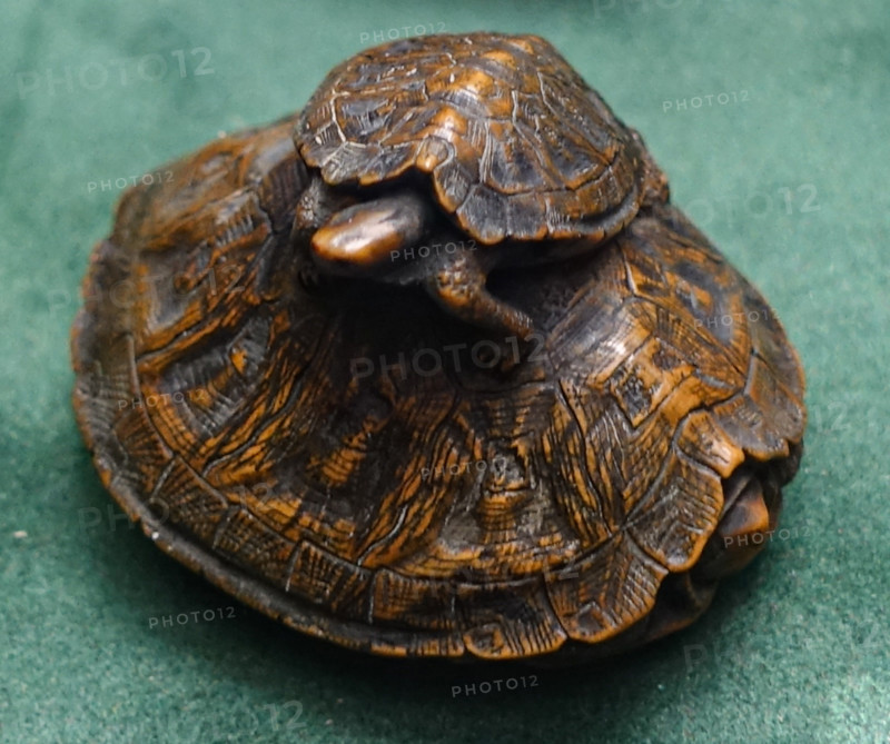 Two turtles.