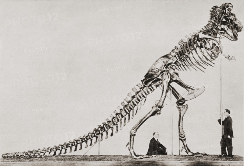 Skeleton of the Tyrannosaurus Rex.  In the American Museum of Natural History