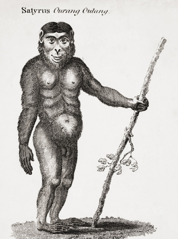 Satyrus
