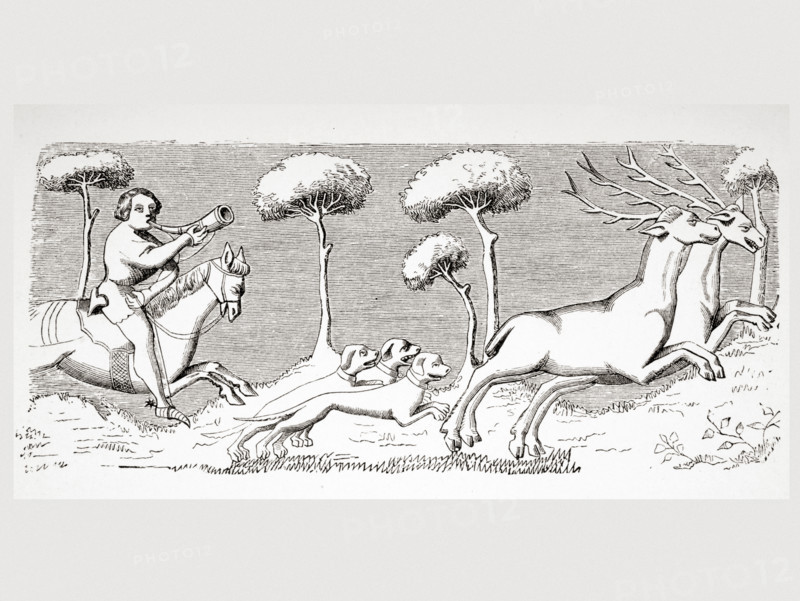 Nature and appearance of deer and how they can be hunted with dogs.