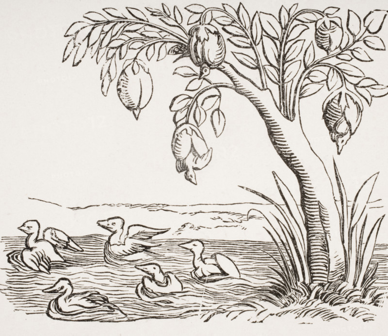 Barnacle geese. 19th century copy of woodcut in Cosmographie Universelle dated 1552 illustrating legend that these birds grew from barnacles attached to wood exposed to salt water.