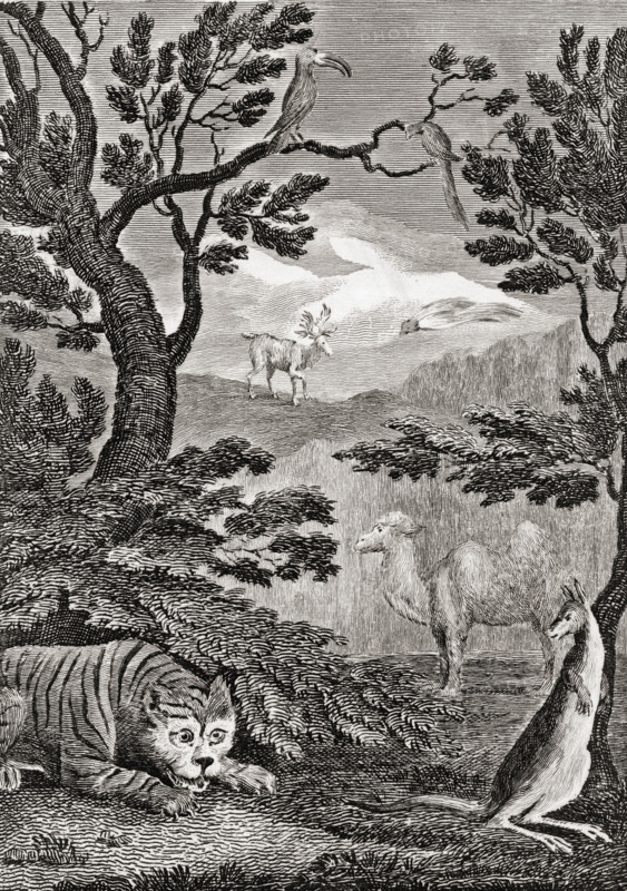 Part of the natural history of Asia. 18th century print engraved by Wallis after W.M.Craig.
