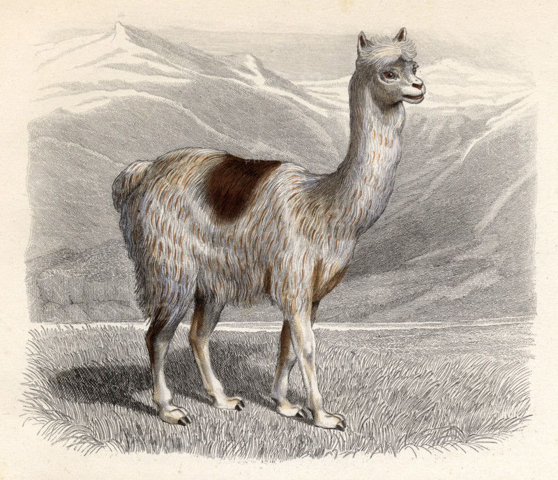 The Llama