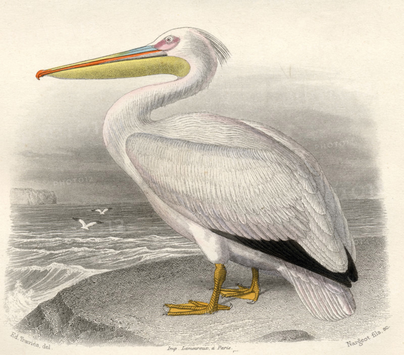 The Pelican