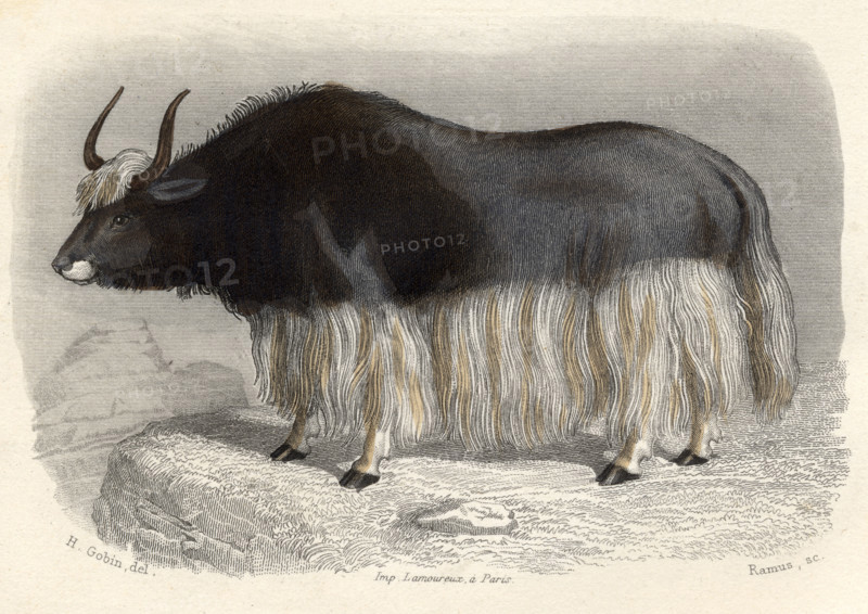 The Tartary Cow