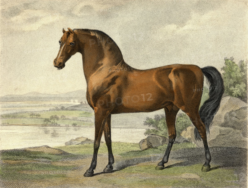 Warren Hastings' Arabian. Drawn and engraved by George Townly Stubbs