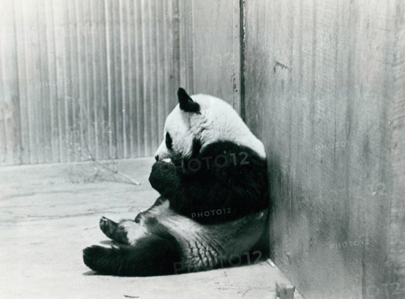 Ling Ling, the first panda China sent to the USA, at the Washington Zoo