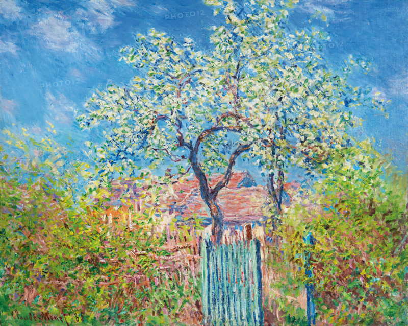 Claude Monet (born Oscar-Claude Monet on November 14, 1840, in Paris; died December 5, 1926) was a significant French painter, a member of the Impressionist movement. Shown here is his work, Pear Tree in Bloom (1885).