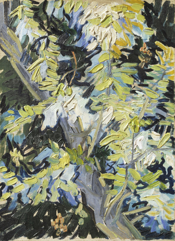 Acacia in Flowers