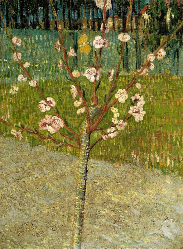 Almond tree in blossom