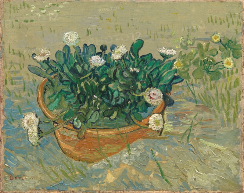 Daisies