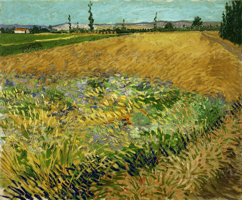 Wheatfield (1888)