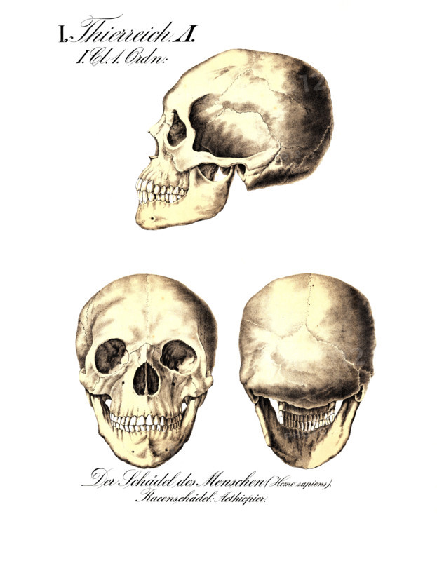 Human skull