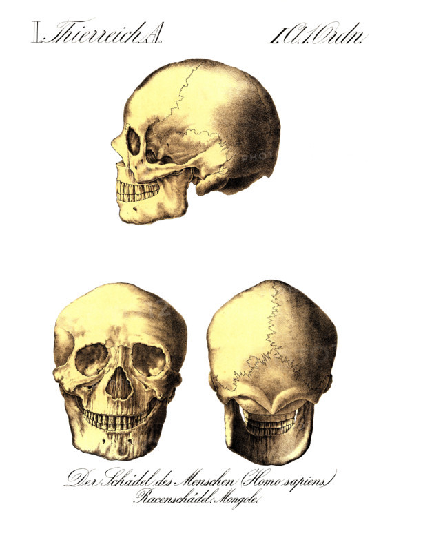 Human skull