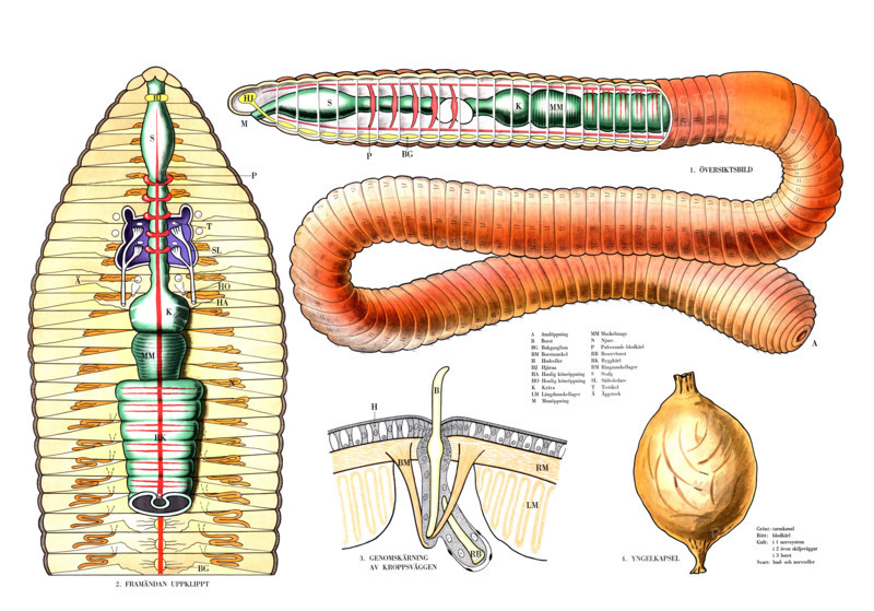 Anatomy in the animal kingdom
