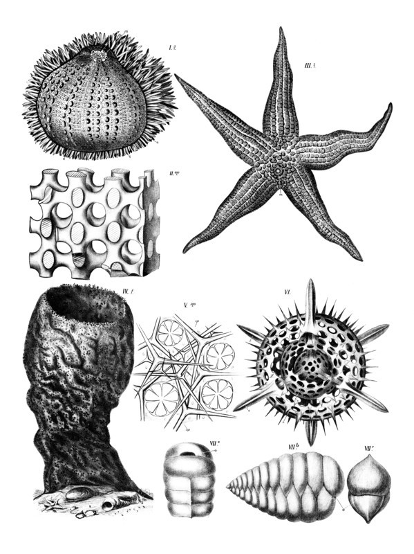 Anatomy of echinoderms