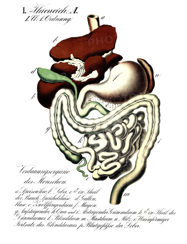 Human digestive organs. The labeling at the bottom of the image identifies the individual parts as follows: a. Esophagus, b. Liver, c. Part of the pancreas, d. Gallbladder, e. Duodenum, f. Stomach, g, h, i. Colon, k. Part of the small intestine, l. Cecum, m. Rectum, n. Spleen, o. Appendix, p. Blood vessels of the liver. Reproduction of a historical school picture, mural, or teaching chart; authentic, exact date unknown.