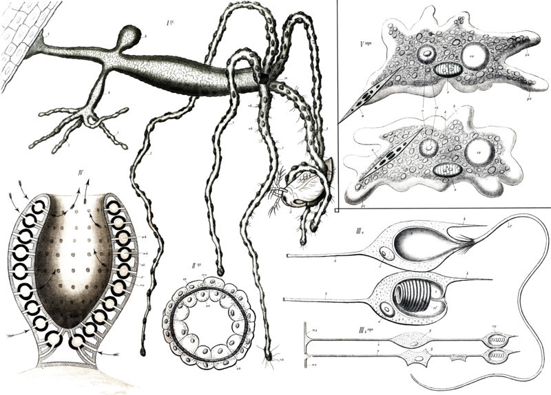 Anatomy of freshwater polyps (genus Hydra)