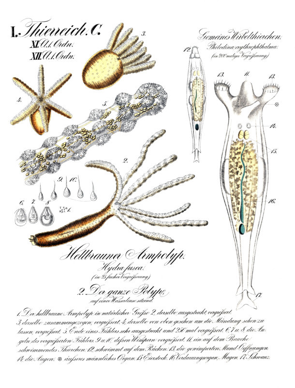 Common vertebrate. Philodina crythrophthalma