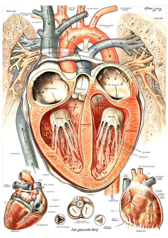 Anatomy, healthy human heart, internal and external structure of the organ and its location in the chest between the lungs, right atrium, left ventricle and aorta, reproduction of a historical school picture, mural or teaching chart, authentic, exact date unknown.