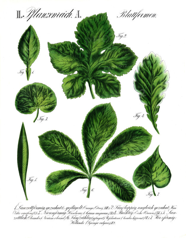 Leaf shapes, formae foliorum, from the plant kingdom, reproduction of a historical school picture, mural or teaching chart, authentic, exact date unknown.