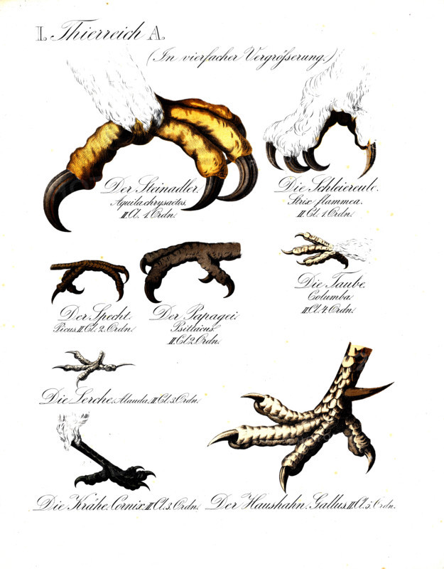 Depictions of various bird feet: Golden Eagle (Aquila chrysaetos), Barn Owl (Strix flammea), Woodpecker (Picus), Parrot (Psittacus), Pigeon (Columba), Lark Alauda, crow, cornix, rooster, reproduction of a historical school picture, mural or teaching chart, authentic, exact date unknown.