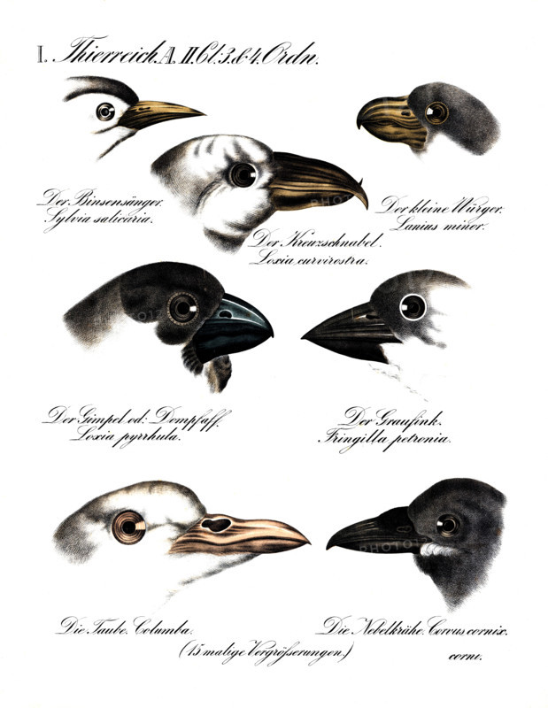 Illustration of various bird heads, Common Warbler (Sylvia salicaria), Lesser Gray Shrike (Lanius minor), Common Crossbill (Loxia curvirostra), Common Bullfinch (Loxia pytthula), Common Gray Finch (Fringilla petronia), Common Pigeon (Columba), Hooded Crow (Corvus cornix), reproduction of a historical school picture, mural or teaching chart, authentic, exact date unknown.