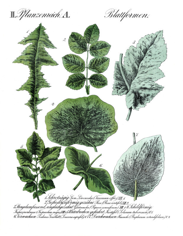 Various leaf shapes in the plant kingdom, reproduction of a historical school picture, mural or teaching chart, authentic, exact date unknown.