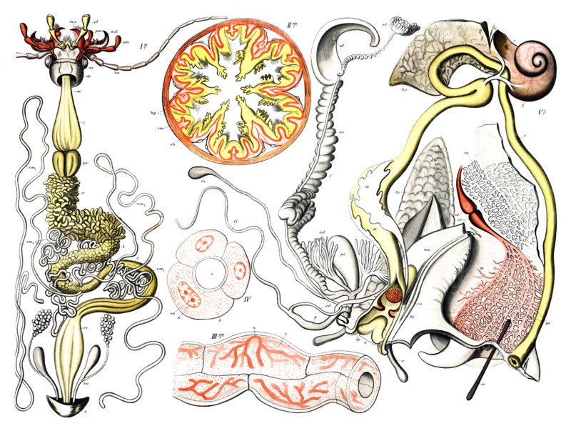 Left side: Presumably shows the digestive or reproductive system of an invertebrate