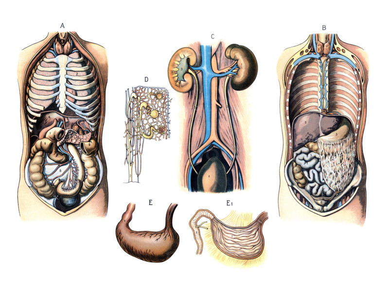 Various diagrams of human anatomy: Images A and B illustrate the location of organs in the torso