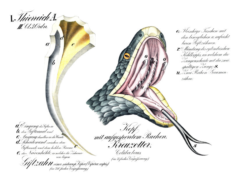 Anatomy, animal kingdom, head with gaping jaws, adder, Coluber berus, reproduction of a historical school picture, mural or teaching chart, authentic, exact date unknown.