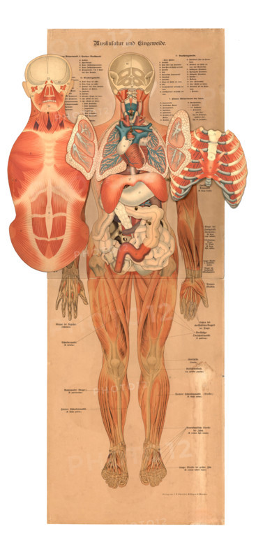Human anatomy, muscles, musculature and organs, reproduction of a historical school picture, mural or teaching chart, authentic, exact date unknown.