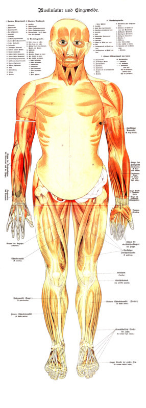 Human anatomy