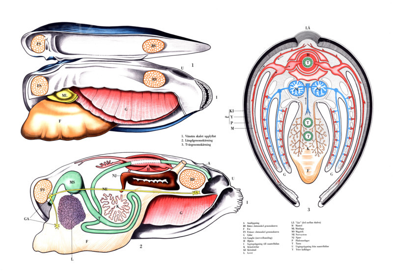 Anatomy of a mussel, presumably a painters mussel or freshwater pearl mussel, in three different views: side view with shell raised (1), longitudinal section (2) and cross-section, reproduction of a historical school picture, mural or teaching chart, authentic, exact date unknown.
