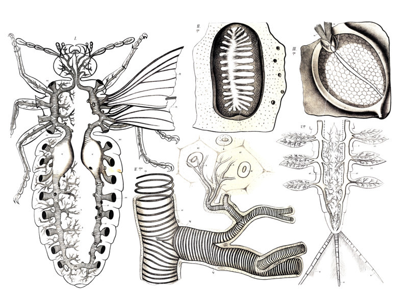 Anatomy