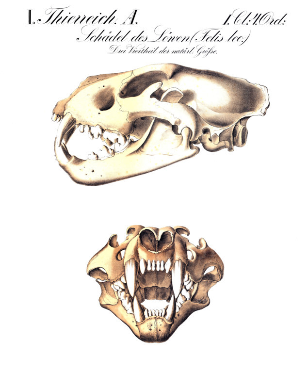Anatomy, animal kingdom, skull of a lion, Felis leo, reproduction of a historical school picture, mural or teaching chart, authentic, exact date unknown.