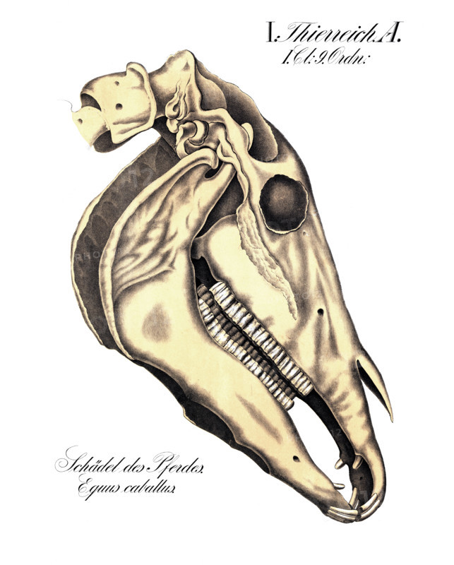 Anatomy, animal kingdom, skull of the horse. Equus caballus, reproduction of a historical school illustration, mural or teaching chart, authentic, exact date unknown.