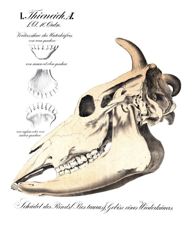 Anatomy, animal kingdom, skull of a cow, Bostaurus, dentition of a ruminant, reproduction of a historical school picture, mural or teaching chart, authentic, exact date unknown.