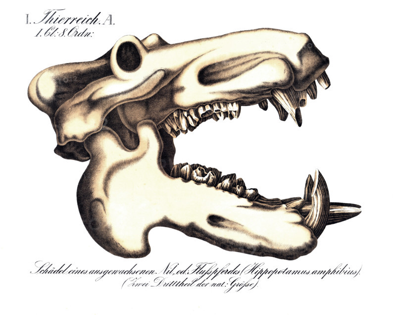Anatomy, animal kingdom, skull of an adult hippopotamus, Hippopotamus amphibius, reproduction of a historical school picture, mural or teaching chart, authentic, exact date unknown.