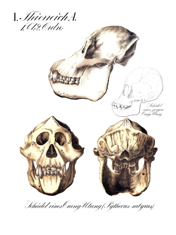 Anatomy, animal kingdom, skull of an orangutan, Pythecus satyrus, reproduction of a historical school picture, mural or teaching chart, authentic, exact date unknown.